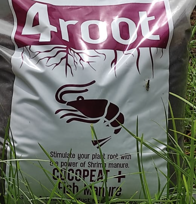 cocopeat + fish manure
