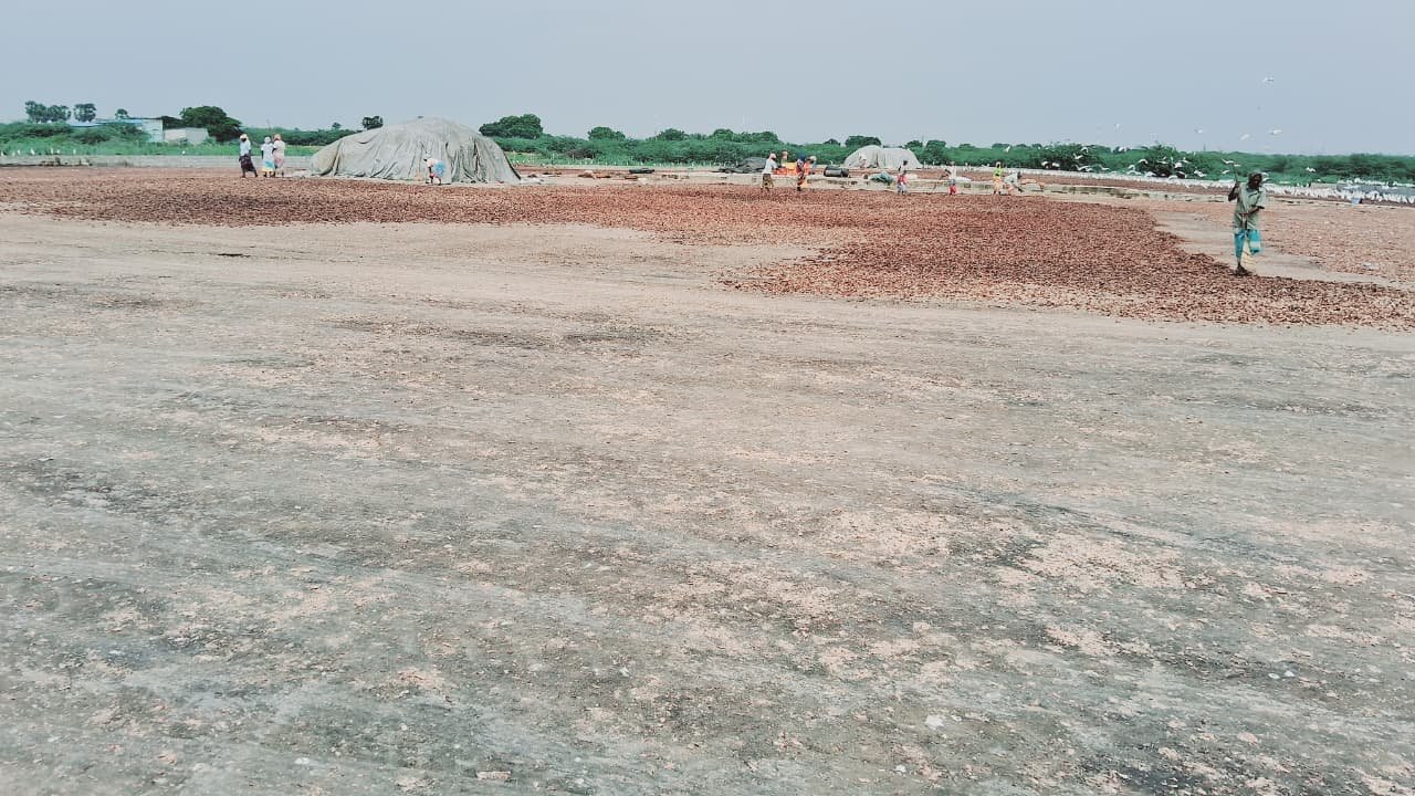 Dried under controlled heat to protect its inner structure